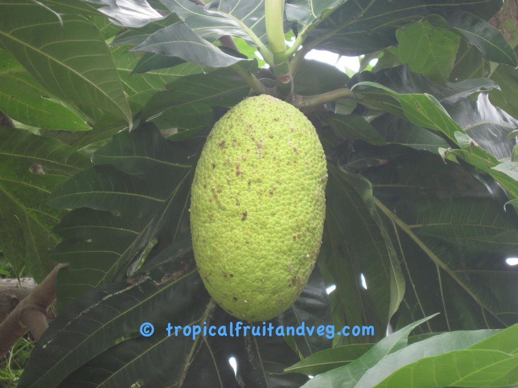 Breadfruit image