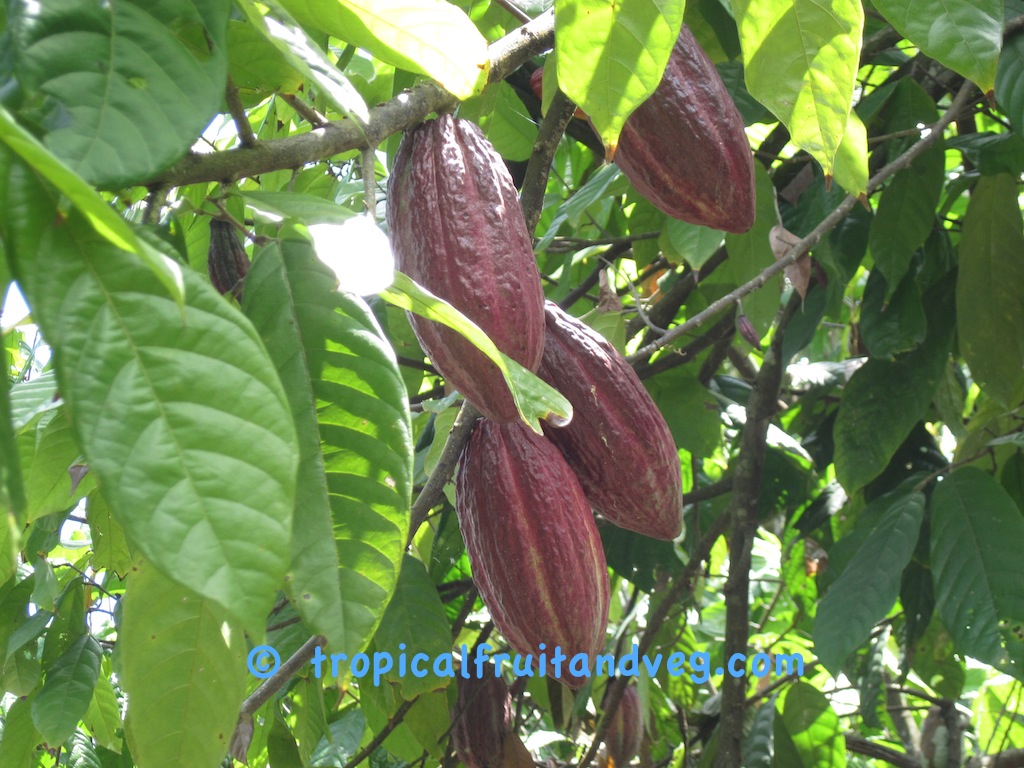 Cacao image