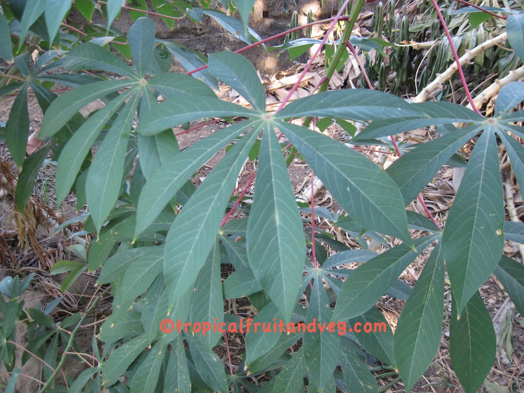 Cassava image