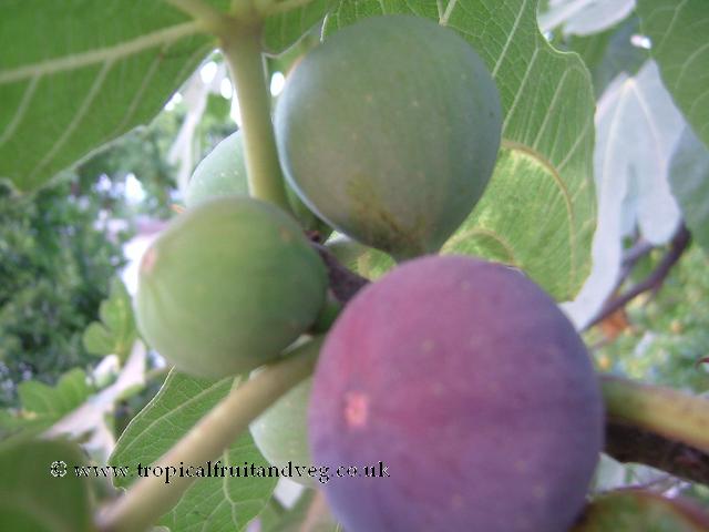 images/figs.jpg