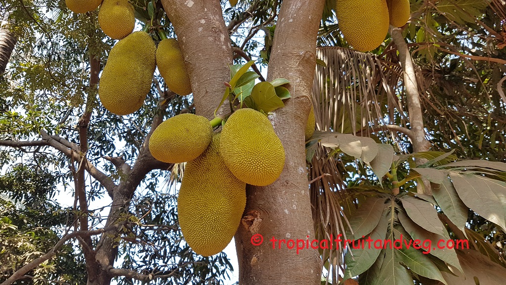 Jackfruit image