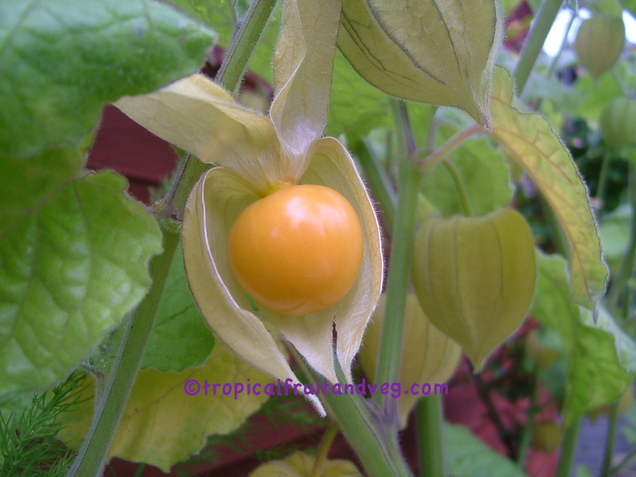 images/physalis.jpg