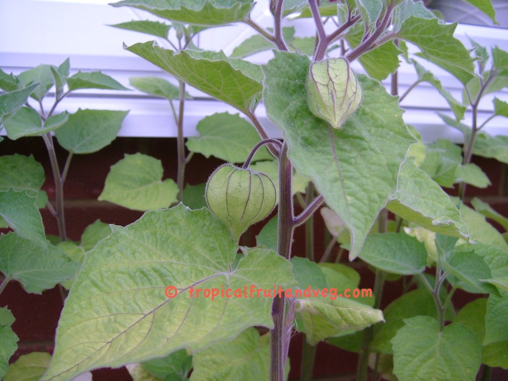 images/physalis1.jpg