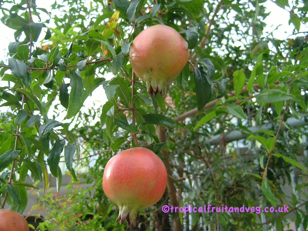 images/pomegranate.jpg