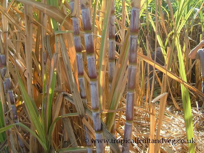Sugarcane image