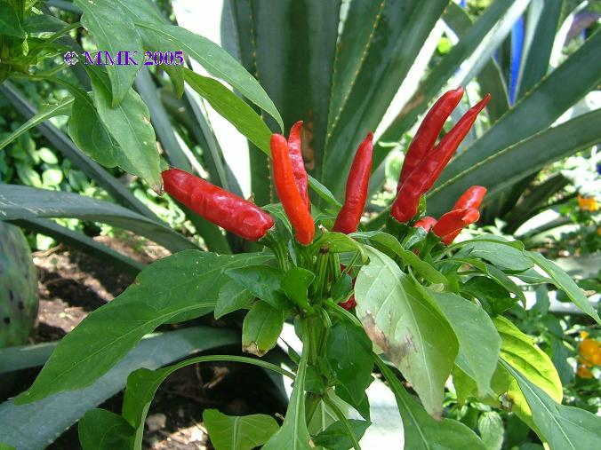 Chili Pepper image