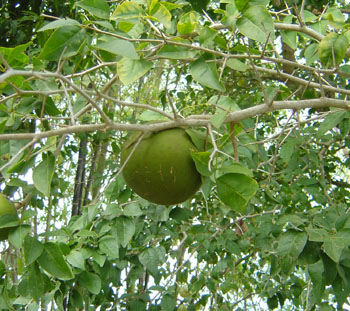 Bael Fruit image